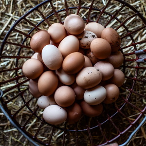 Eggs - 1/2 dozen